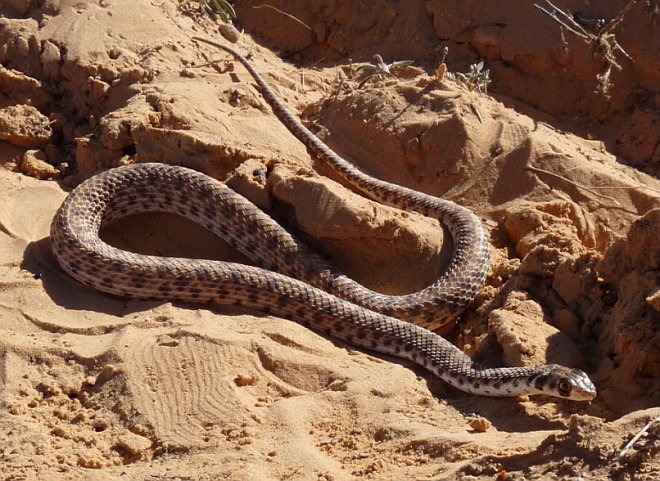 Scutophis (malpolon) moilensis della Tunisia